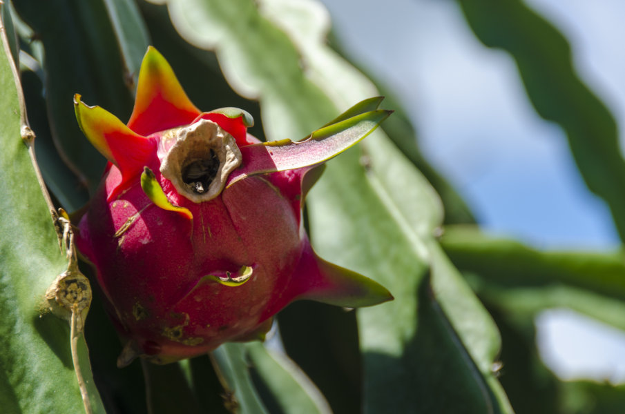 Pitahaya - delta del Mekong - Vietnam 1